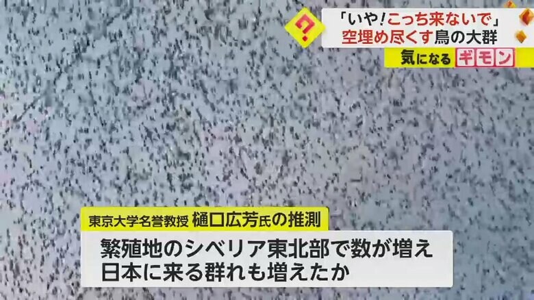 空を埋めつくす無数の鳥たち