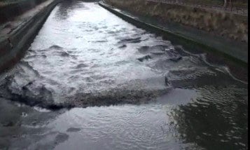 川を遡上する「あびき」　　撮影　長崎地方気象台　2009.2.25