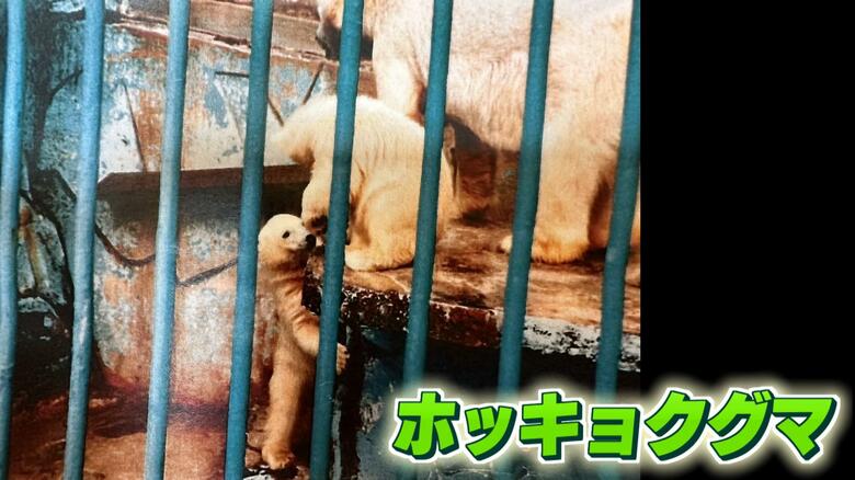 平成6年　双子のホッキョクグマ誕生