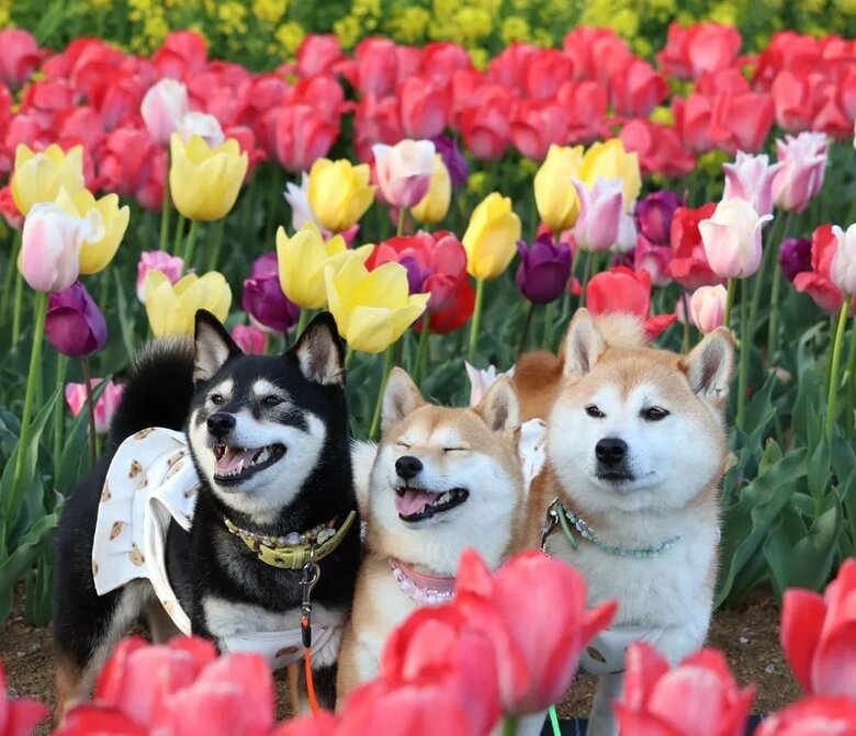 チューリップ畑