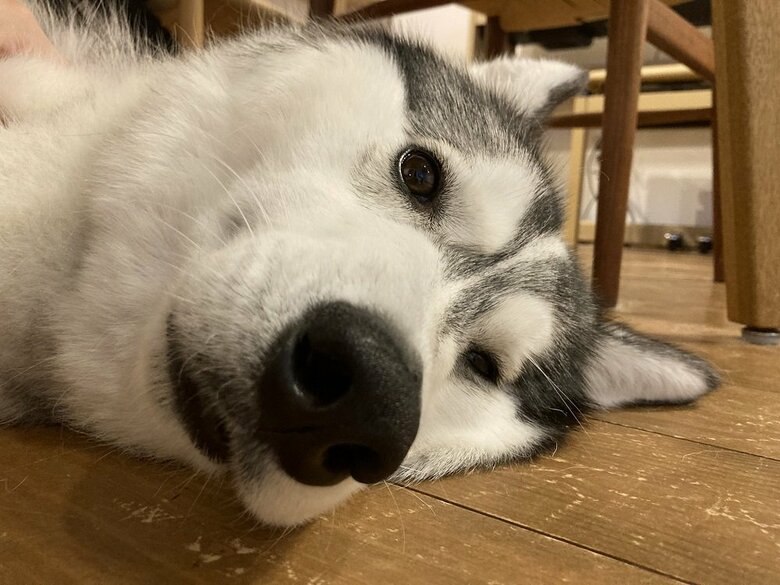 テーブルの下で寝転ぶ