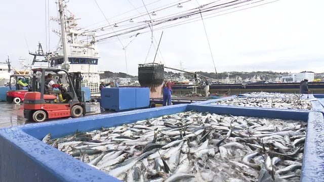 12年かけ少しずつ活気が戻る小名浜港　良質の魚介類が水揚げされる