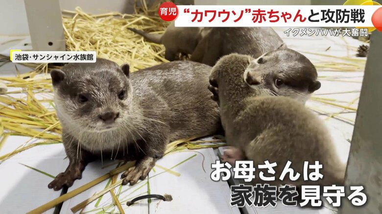 子守の様子を見守るお母さんカワウソ（池袋・サンシャイン水族館）
