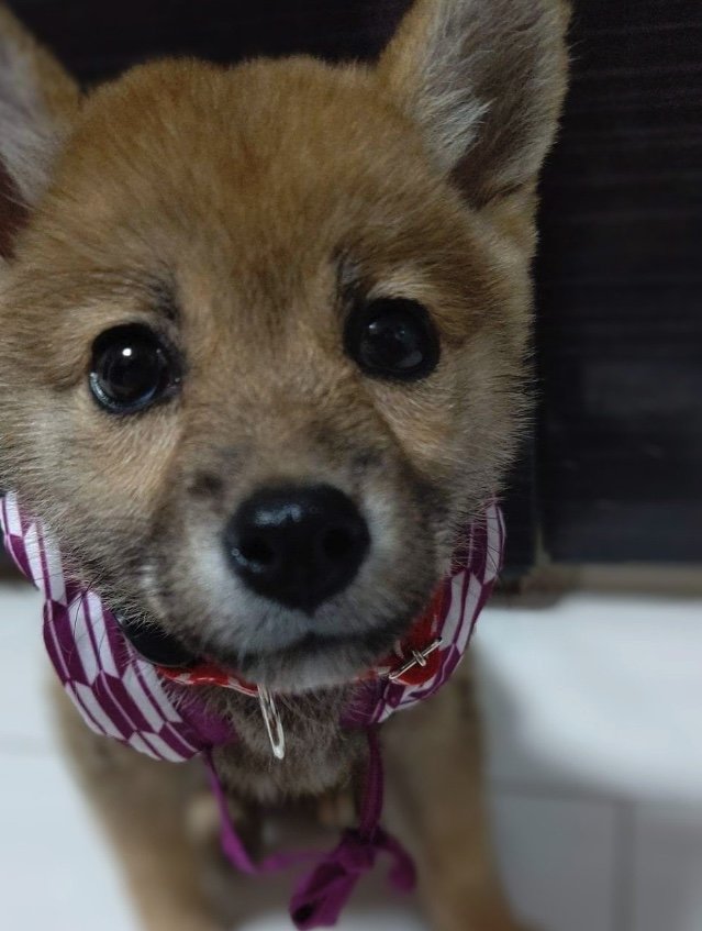 幼い頃のあずきちゃん（提供：kuroazu_beansさん）