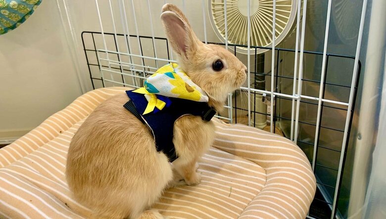 提供：げんまいとうるちさん