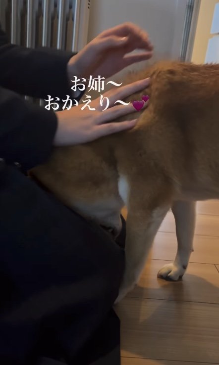 はねちゃんが大好きなけいちゃん（提供：柴犬けいちゃん）