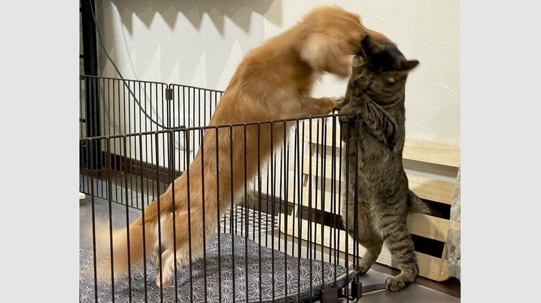 ねこくんから鼻をくっつけに行くこともある