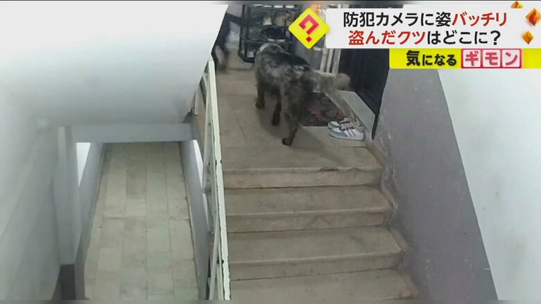 2匹の犬がクツを盗んでいく様子④