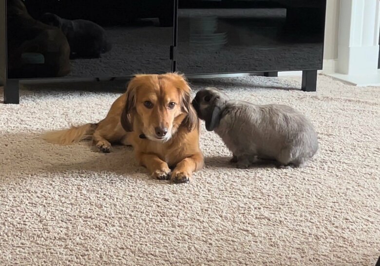 アルフレッドくんとあやめちゃん（提供：和泉ユタカさん）