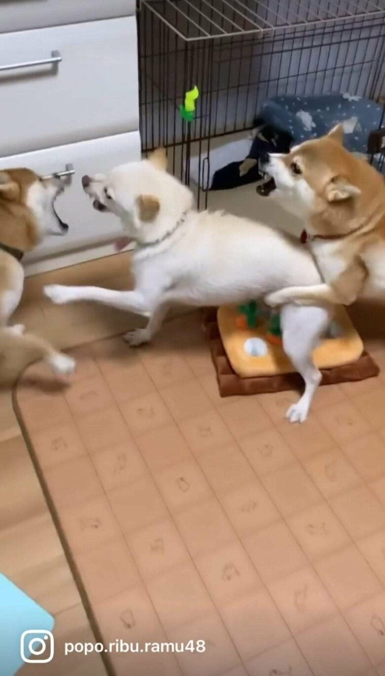 提供：柴犬ポポ(7)リブ(4)ラム(4)さん