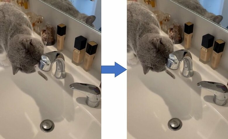 蛇口に頭突きをする八海山くん（提供：八海山くんの飼い主さんTwitterアカウント）