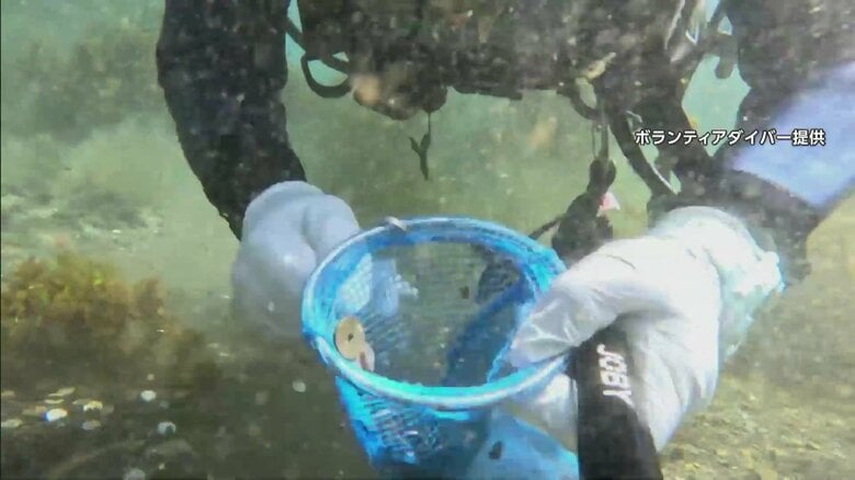 ダイバーが手作業で回収