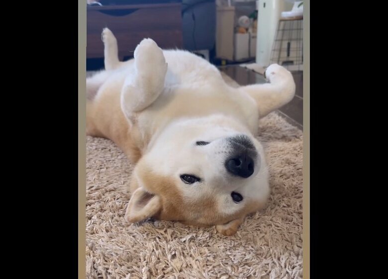 へそ天中の豆助座衛門くん