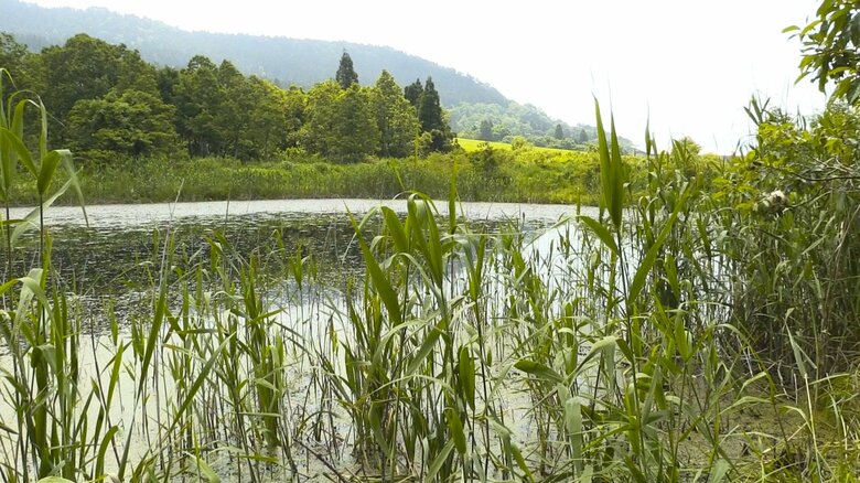 水量を保つためにもヨシの刈り取りが必要