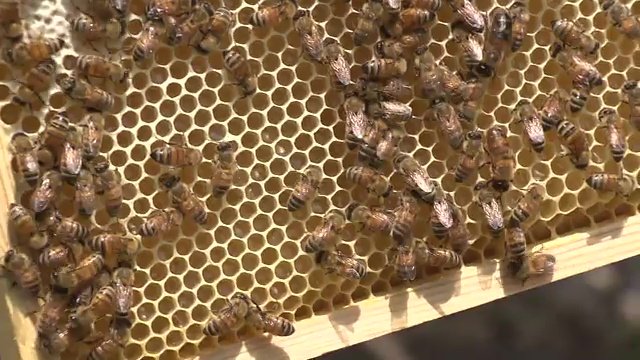 巣箱の中を覗いてみると…