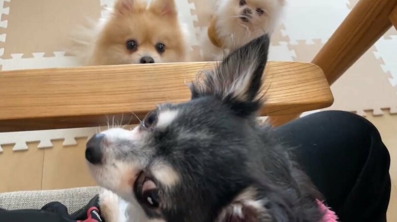 3匹が一丸となって圧をかけることも