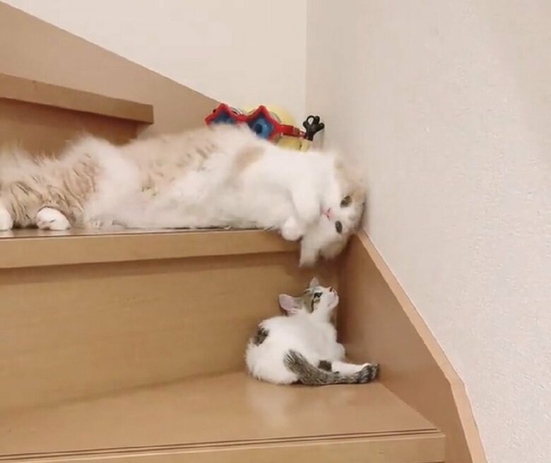 「かわいい！」というかのように