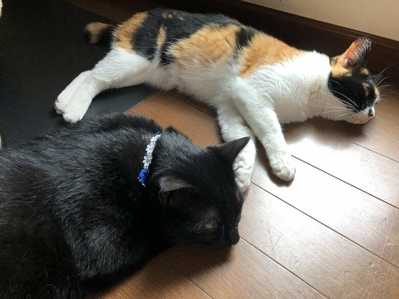 ナナちゃんとくろのすけくん