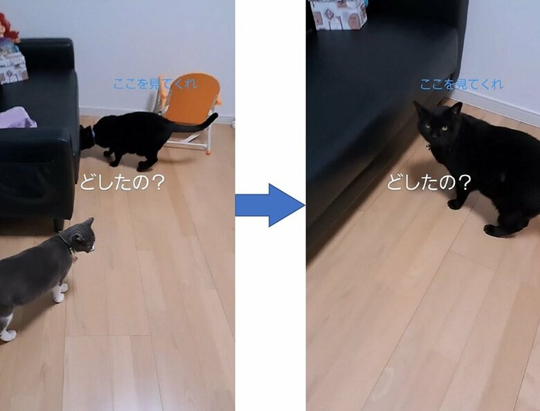 ソファ下をのぞき、視線で訴えるふくくん