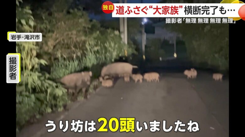 「うり坊は20頭いましたね」と振り返っている撮影者（FNN投稿サイト「ビデオPost」）