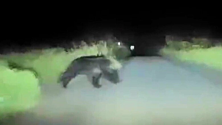 突然クマが飛び出し道路を横断（撮影：視聴者）