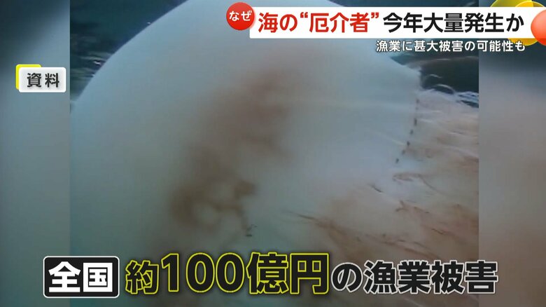 過去に定置網を破るなど、約100億円の漁業被害があったエチゼンクラゲ