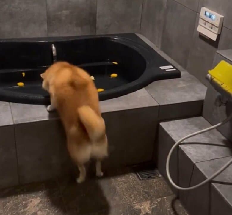 ジャンプしても入れない