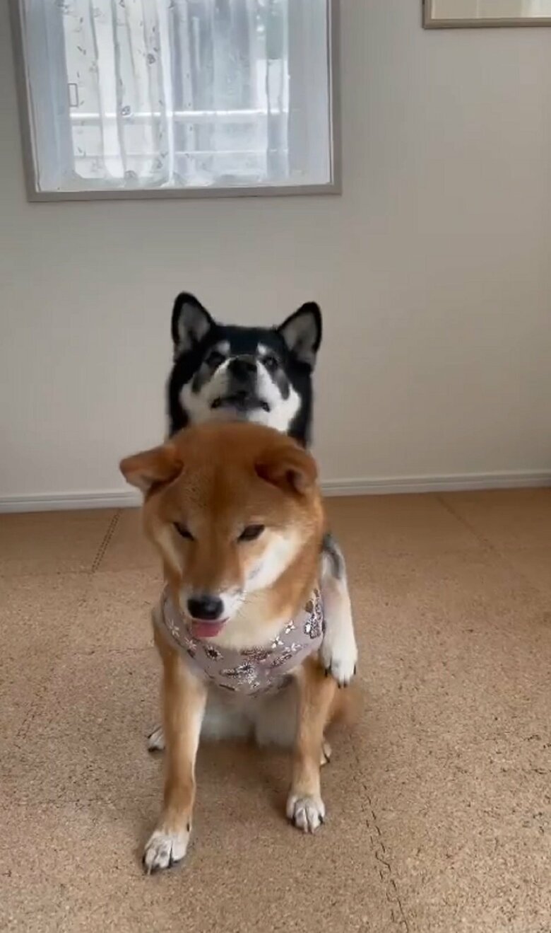 少し位置がずれていたのか、りなちゃんの背中に乗るかのようなみくちゃん