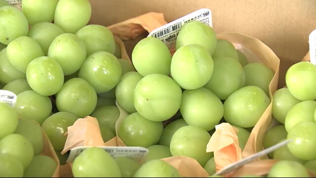 今年は甘くて大きい! 高級ブドウ「シャインマスカット」出荷始まる