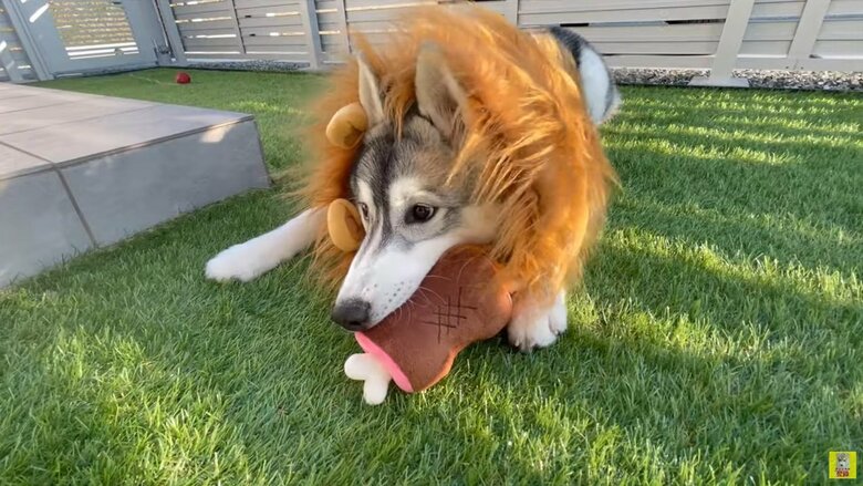 ライオンのたてがみを着けられちゃったもんちゃん