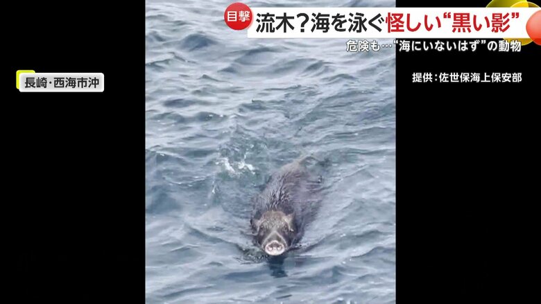 船に接近するイノシシの姿