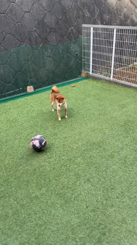 遊びたい気分ではなかったようで…（提供：Nerushibaさん）