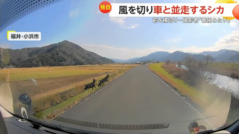 田園地帯を走るシカが道路の近づき、車の前を横切る一部始終（4）