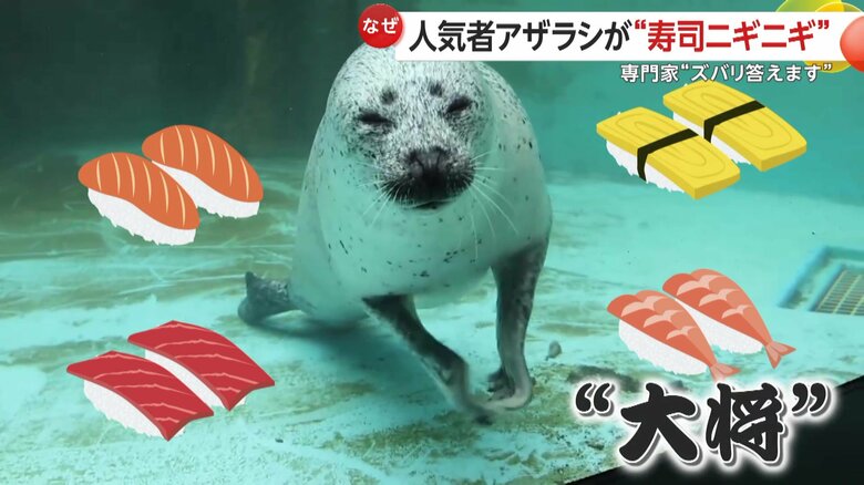 お寿司を握っているような様子のこまち（視聴者撮影）