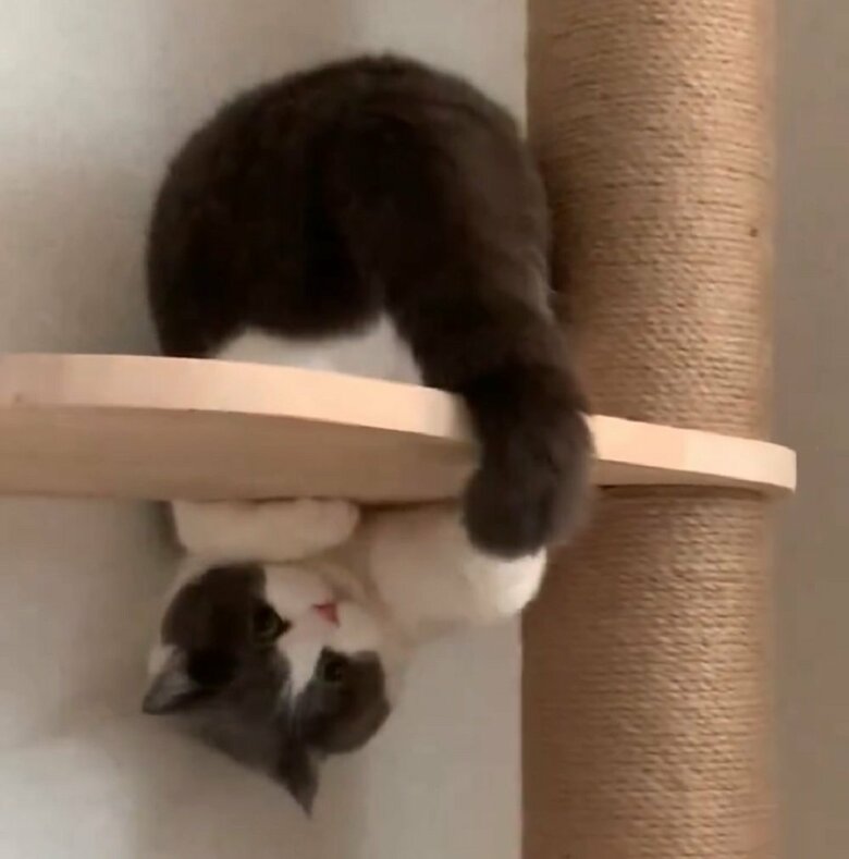 自分のしっぽで遊んでいる