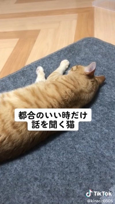 提供：あずきなこさん