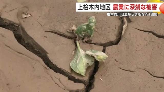 厚い泥に覆われたホウレンソウ