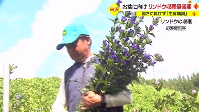 リンドウを収穫する生産者の古畑さん