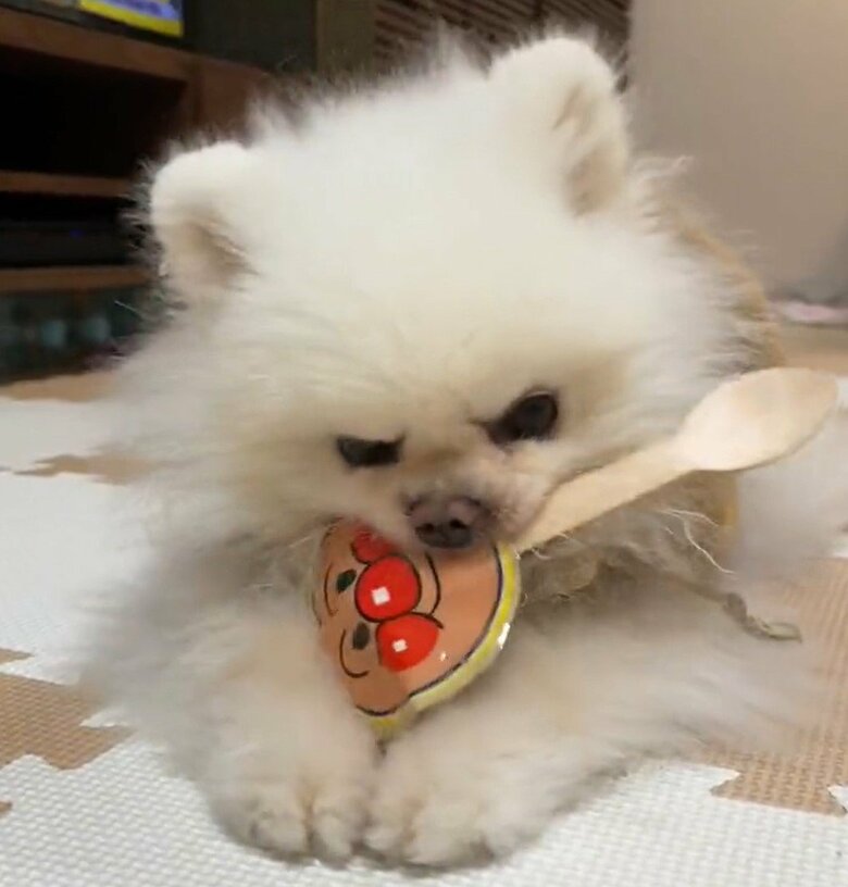 しんくんはやんちゃ。飼い主さんの子どものおもちゃで遊ぶことも