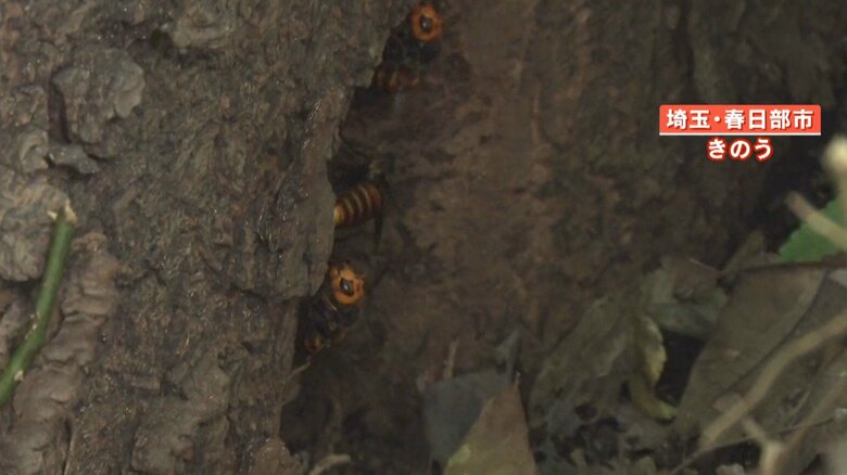 木の幹にできた穴の中にオオスズメバチの巣を発見