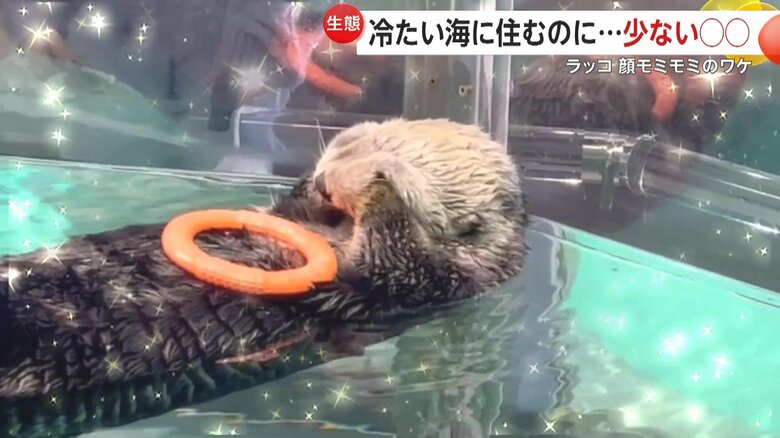 両手を器用に使って一生懸命、顔をモミモミするリロくん