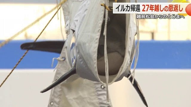 “引っ越し”のため吊られるイルカ