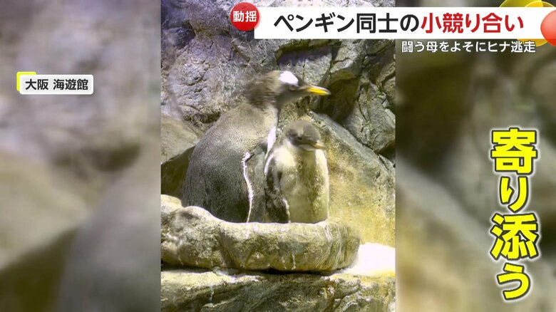 母親ペンギンに寄り添うヒナ