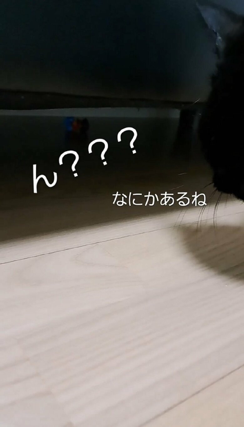 飼い主さんがのぞくと、ソファ下に何かある…
