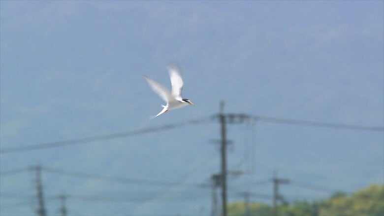 3年連続でコアジサシが佐賀に…