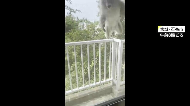 サルが飛びかかってくる様子（その3）