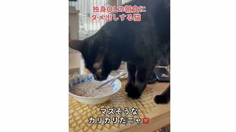 飼い主さんの朝食をチェックするココちゃん