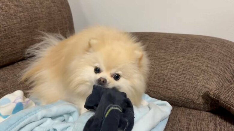 提供：愉快な3姉妹ポメラニアンさん