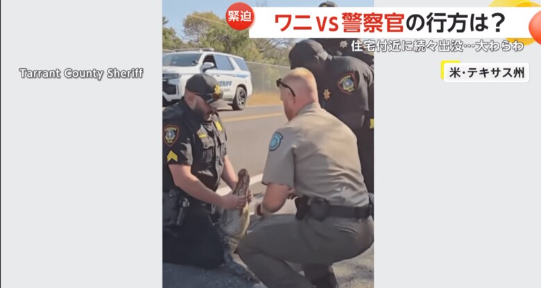 口にヒモを巻いてワニの凶器である「牙」を封じ込める警察官
