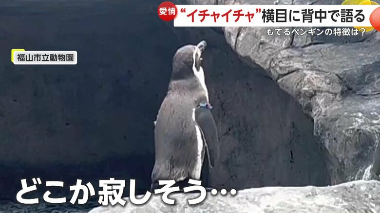 どこか寂しそうな1羽のペンギン